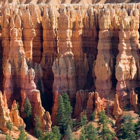 Hoodoo grouping in Bryce